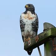 Jackal Buzzard