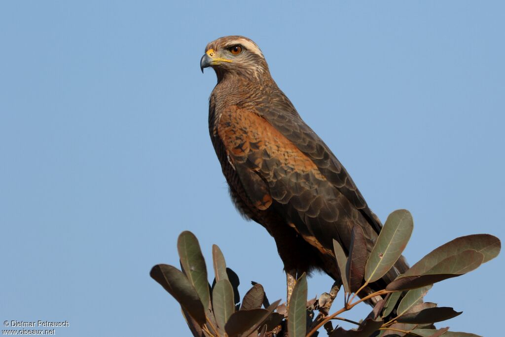 Savanna Hawksubadult