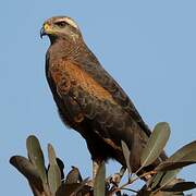 Savanna Hawk