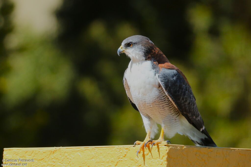 Variable Hawkadult