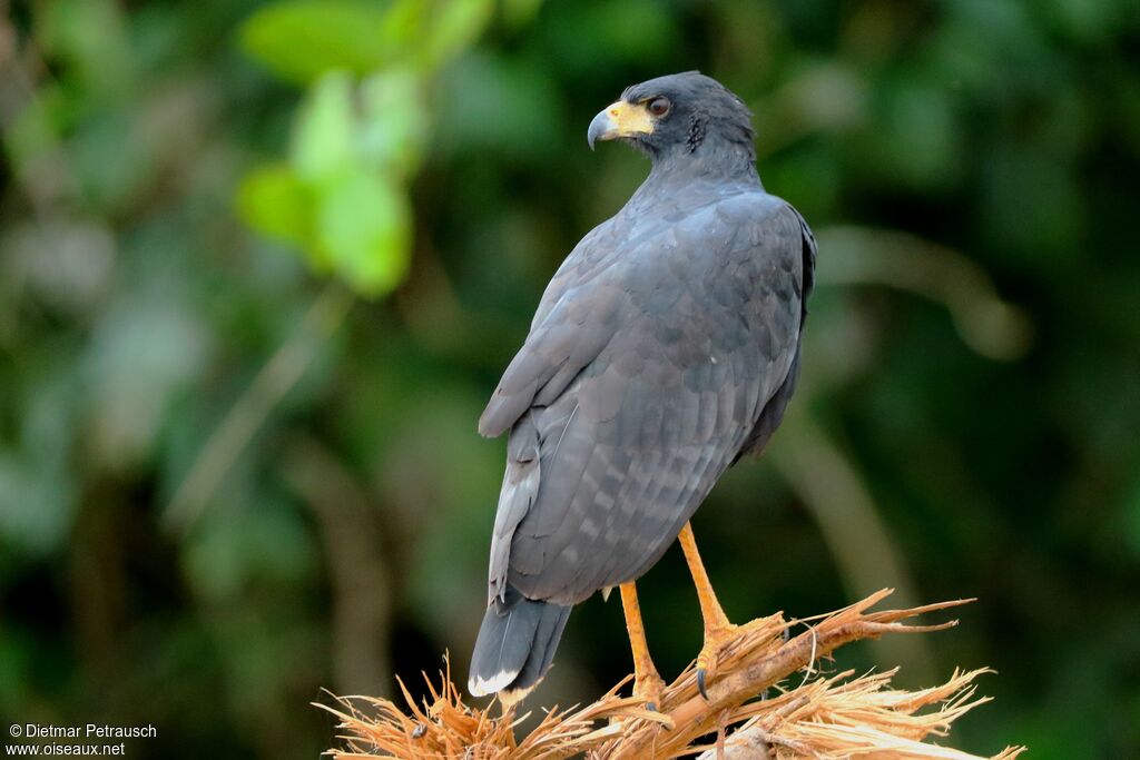 Great Black Hawkadult, identification