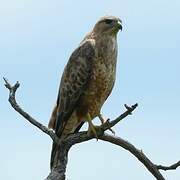 Common Buzzard