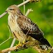 Buse variable