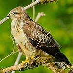 Buse variable