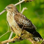 Common Buzzard