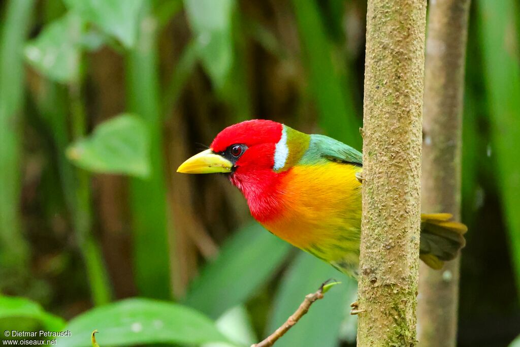 Cabézon à tête rouge