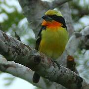 Gilded Barbet