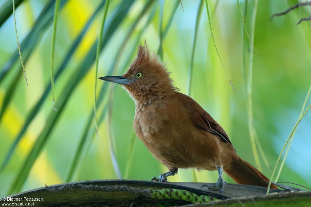 Cacholote rouxadulte