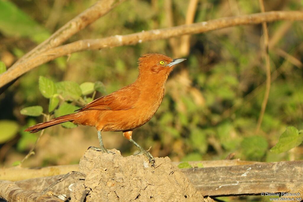 Cacholote uniadulte