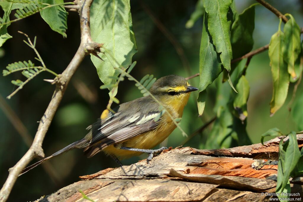 Greater Wagtail-Tyrant