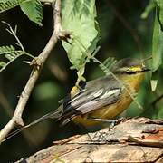 Greater Wagtail-Tyrant