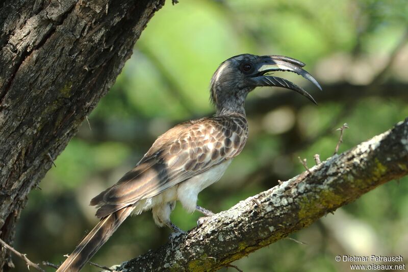 African Grey Hornbill male adult