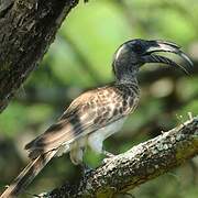 African Grey Hornbill