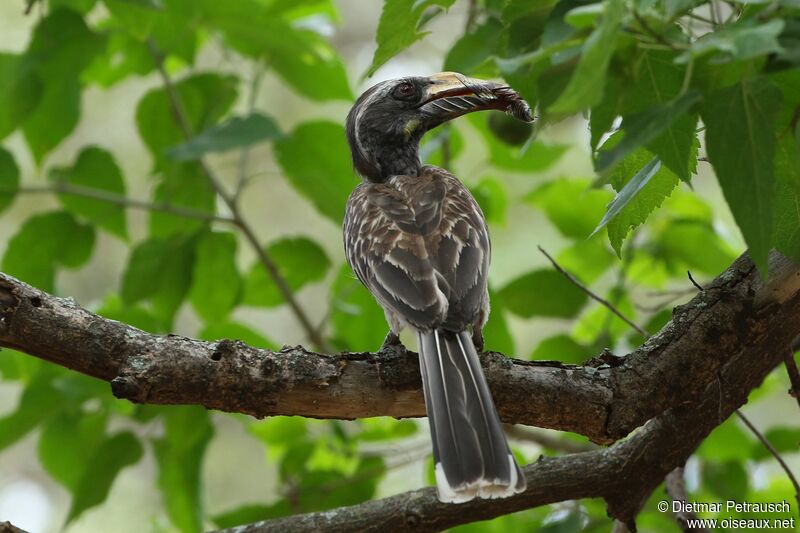 African Grey Hornbill female adult, eats