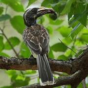 African Grey Hornbill