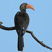 Crowned Hornbill