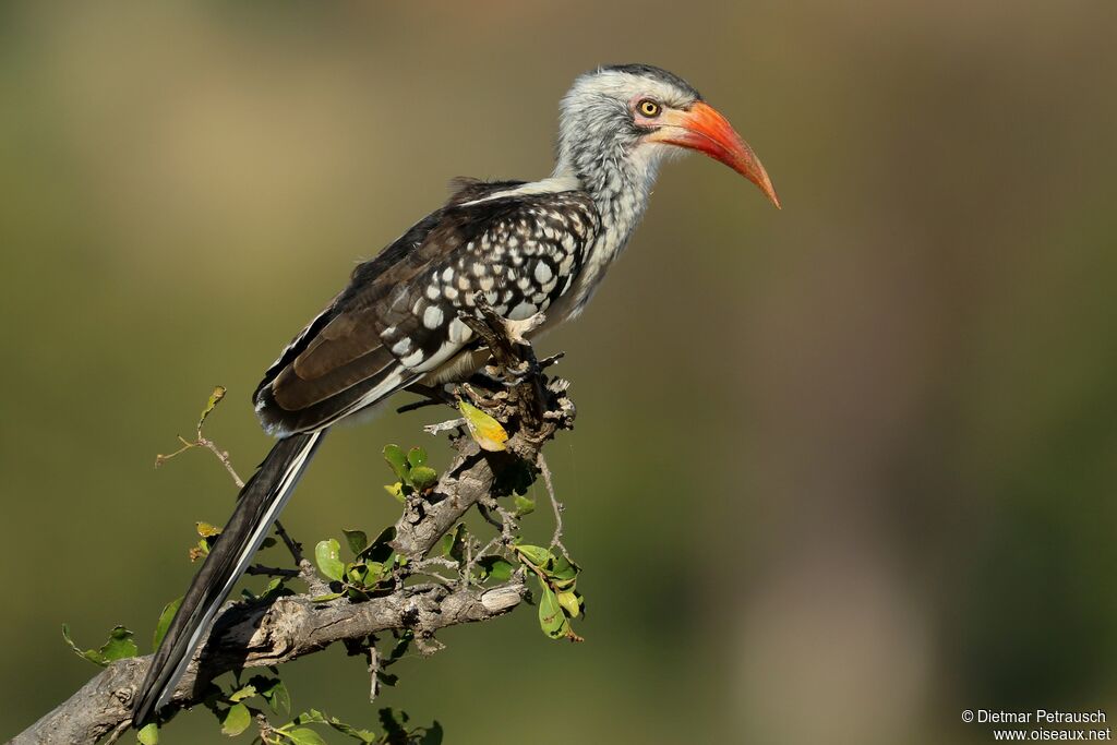 Southern Red-billed Hornbilladult