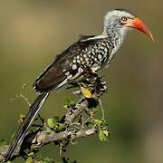 Southern Red-billed Hornbill