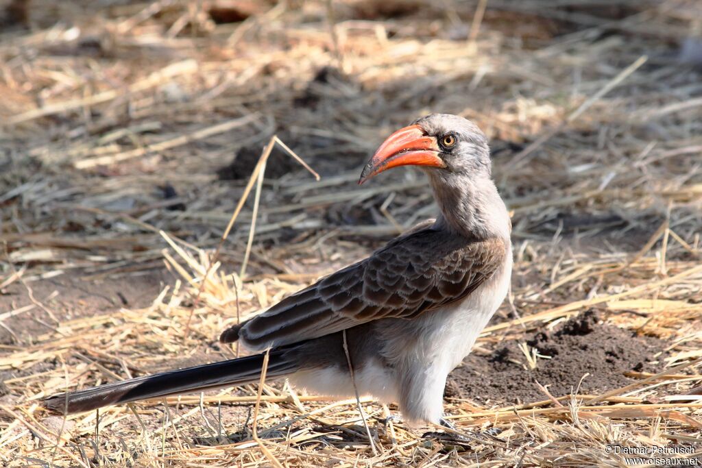 Bradfield's Hornbilladult