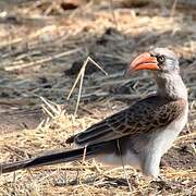 Bradfield's Hornbill