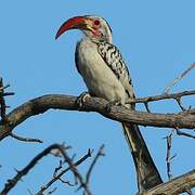 Damara Red-billed Hornbill
