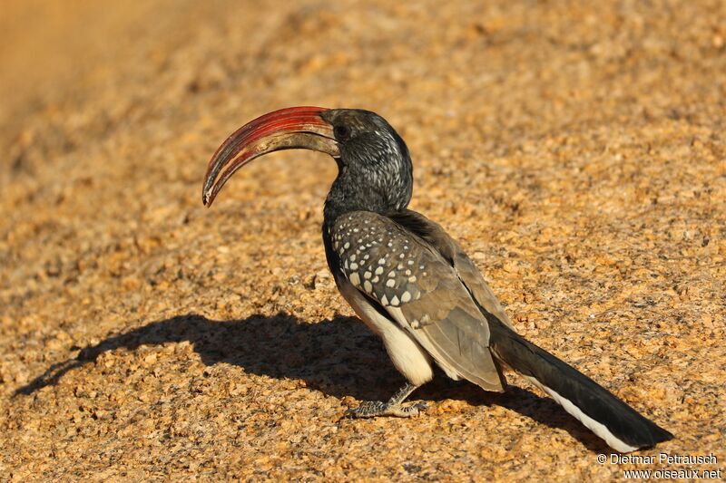Monteiro's Hornbill male adult, identification