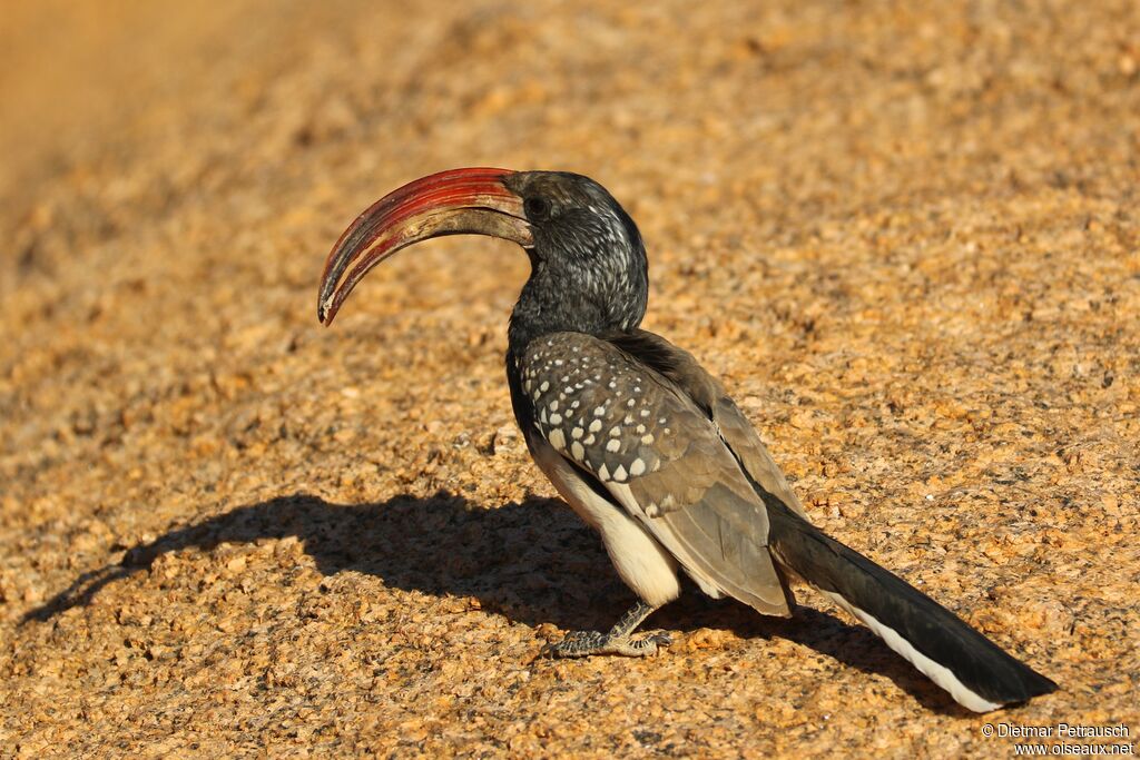 Calao de Monteiro mâle adulte, identification