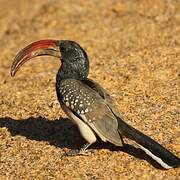 Monteiro's Hornbill