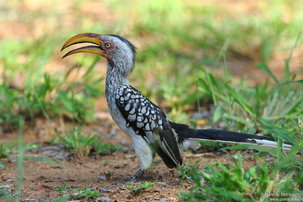 Southern Yellow-billed Hornbilladult