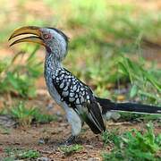 Southern Yellow-billed Hornbill