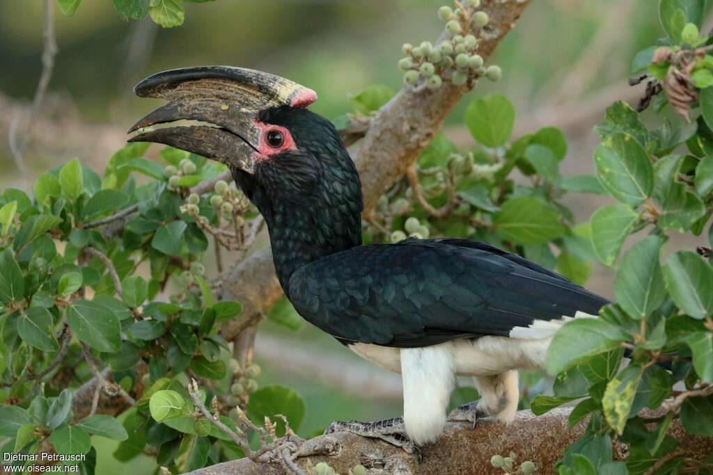 Trumpeter Hornbill male adult, aspect