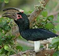 Trumpeter Hornbill