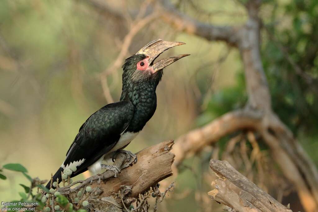 Trumpeter Hornbill female adult, identification, Behaviour