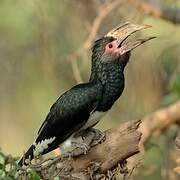 Trumpeter Hornbill