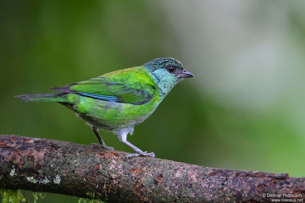 Calliste à calotte noire