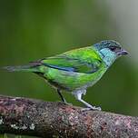 Calliste à calotte noire