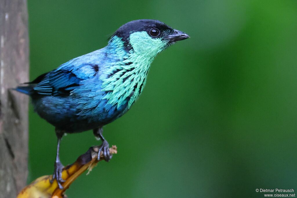 Calliste à calotte noire