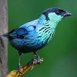 Calliste à calotte noire