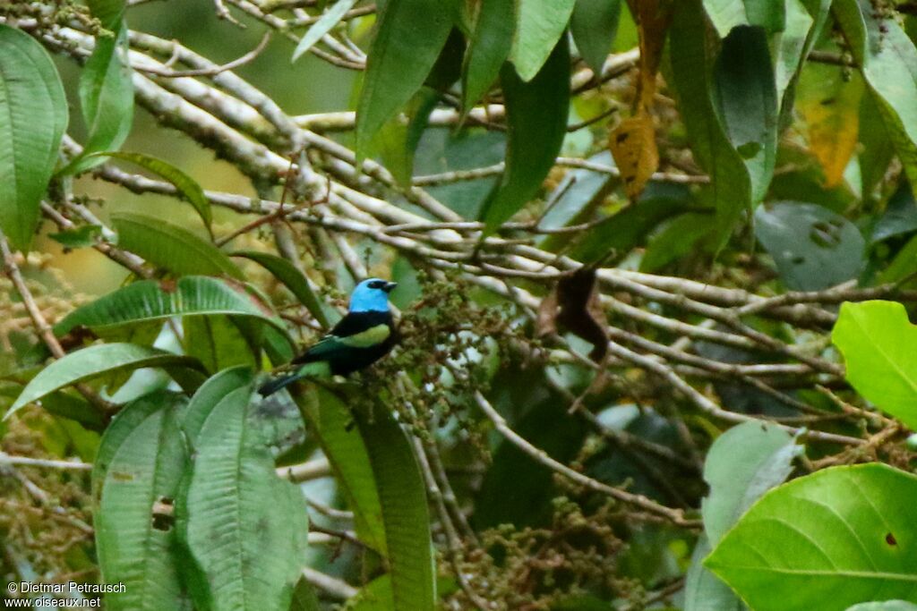 Calliste à cou bleuadulte