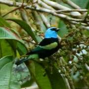 Blue-necked Tanager