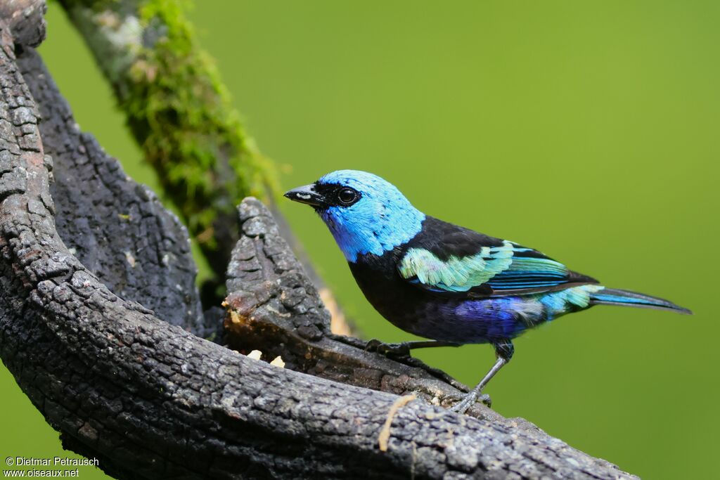 Calliste à cou bleuadulte
