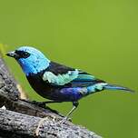 Calliste à cou bleu