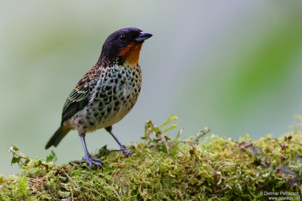 Calliste à gorge rousse