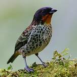 Calliste à gorge rousse