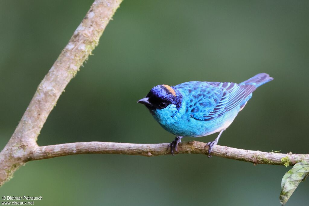 Calliste à nuque d'or