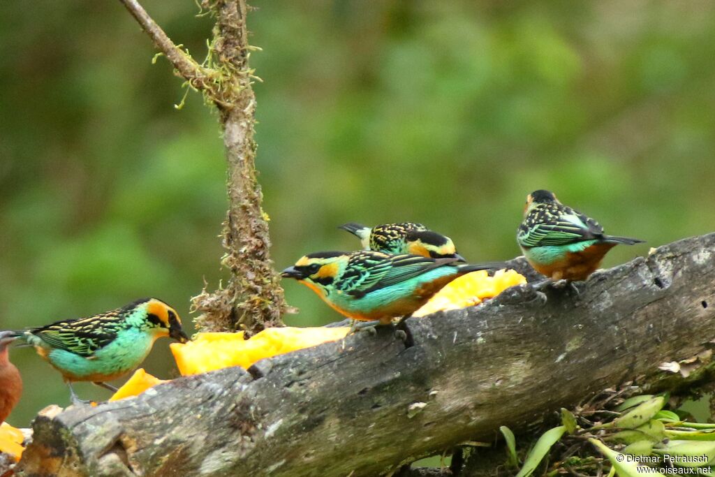 Golden-eared Tanageradult