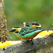 Golden-eared Tanager