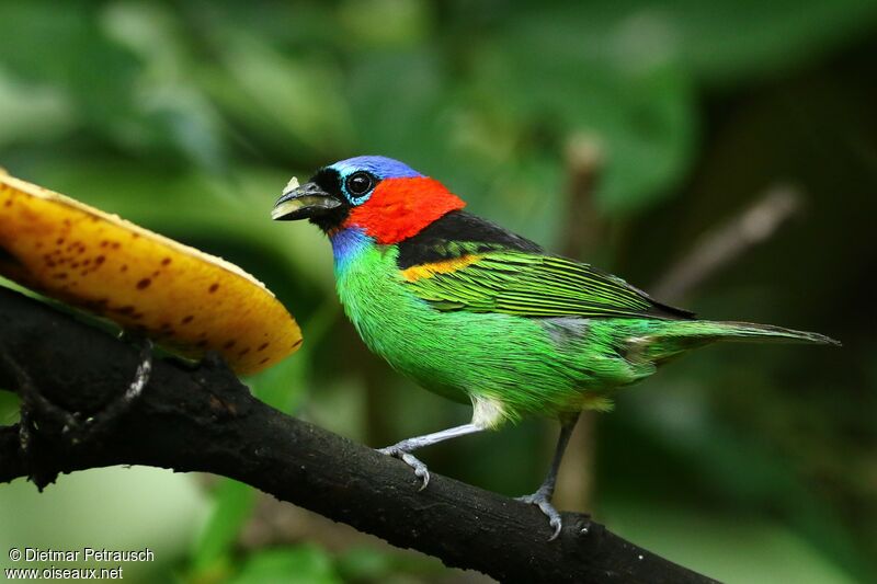Red-necked Tanager male adult