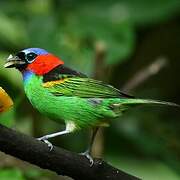 Red-necked Tanager