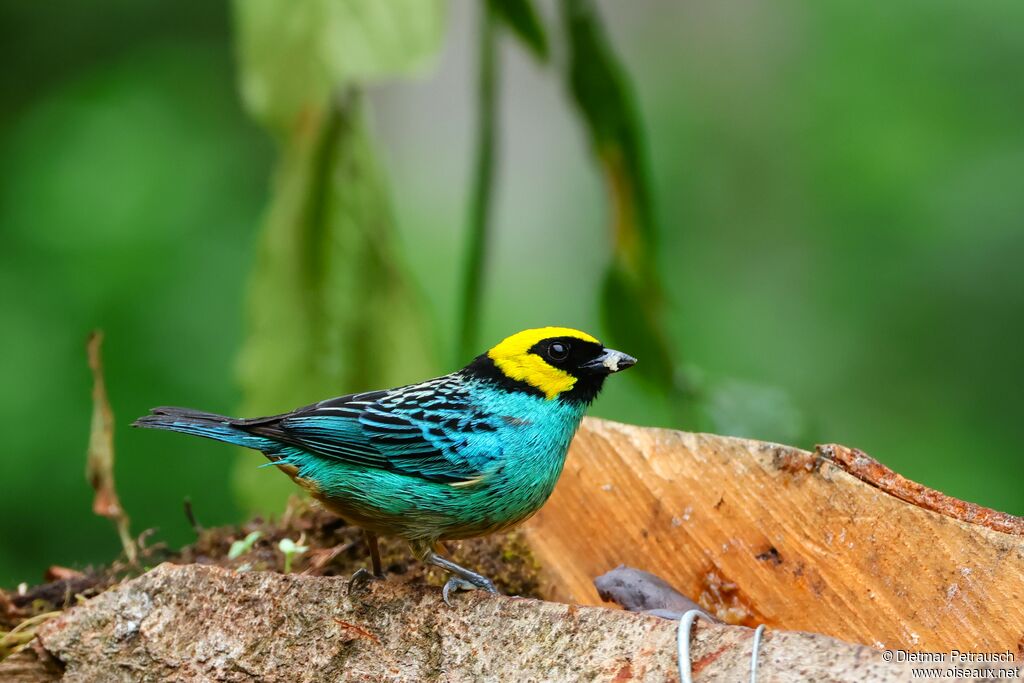 Calliste à tête dorée